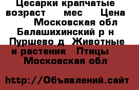 Цесарки крапчатые (возраст 2,5 мес.) › Цена ­ 550 - Московская обл., Балашихинский р-н, Пуршево д. Животные и растения » Птицы   . Московская обл.